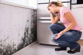 Best Comprehensive Air Testing for Mold Contaminants  in West Haverstraw, NY